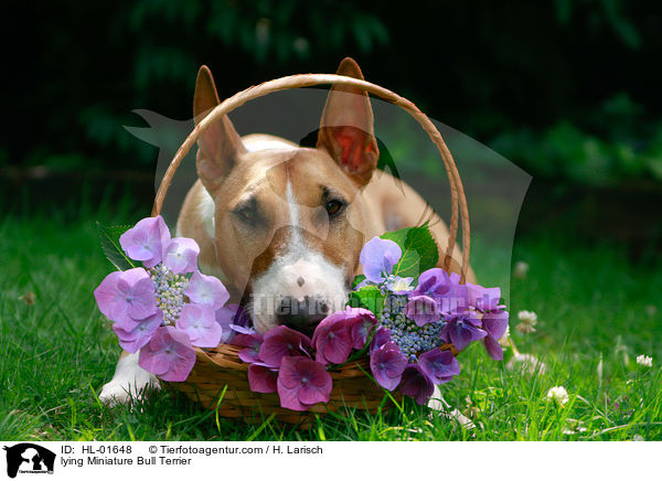 liegender Miniatur Bullterrier / lying Miniature Bull Terrier / HL-01648