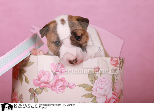 Miniature Bull Terrier Puppy / HL-01714
