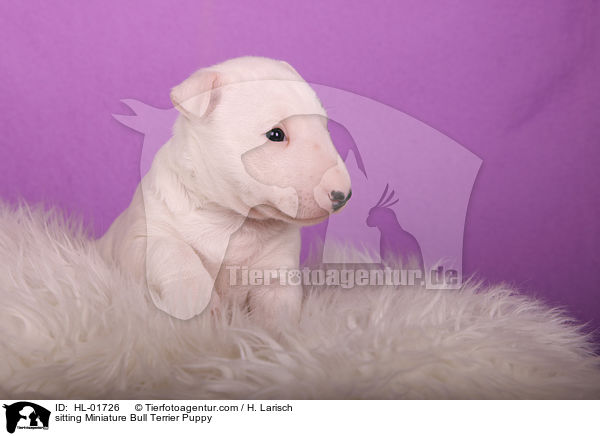 sitting Miniature Bull Terrier Puppy / HL-01726
