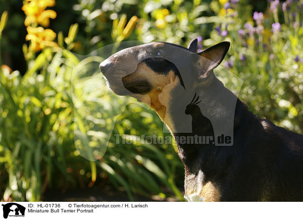 Miniature Bull Terrier Portrait / HL-01736