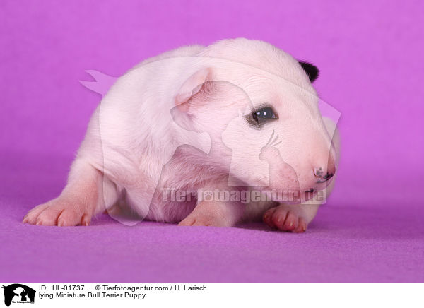 lying Miniature Bull Terrier Puppy / HL-01737