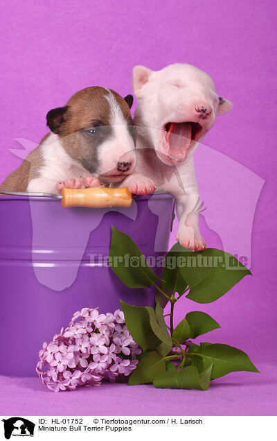 Miniature Bull Terrier Puppies / HL-01752