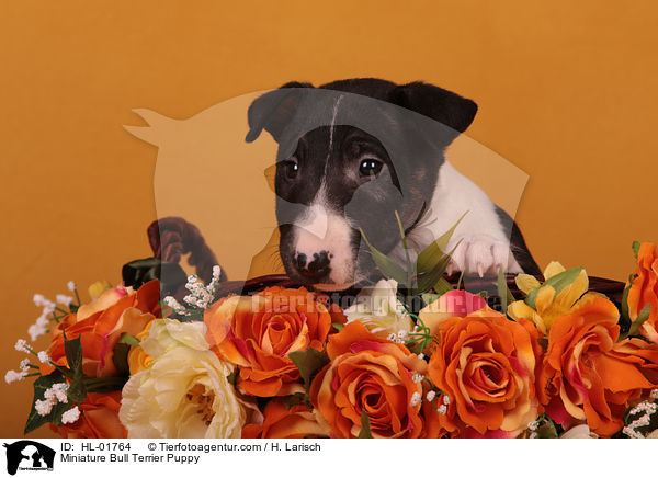 Miniature Bull Terrier Puppy / HL-01764