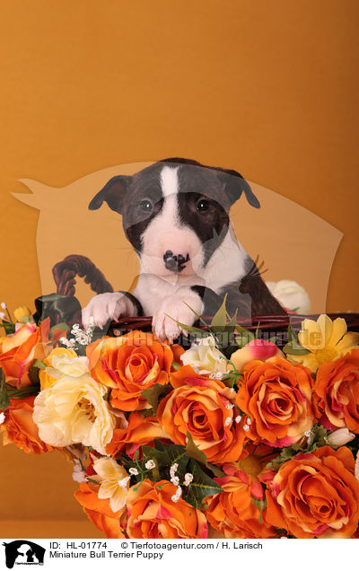 Miniatur Bullterrier Welpe / Miniature Bull Terrier Puppy / HL-01774