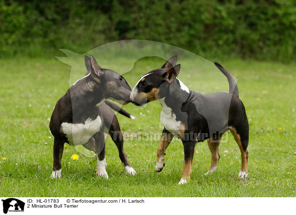 2 Miniature Bull Terrier / HL-01783