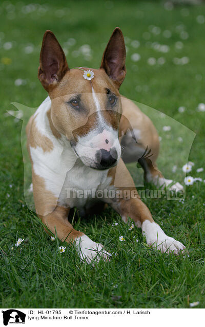 liegender Miniatur Bullterrier / lying Miniature Bull Terrier / HL-01795