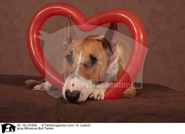 lying Miniature Bull Terrier / HL-01808