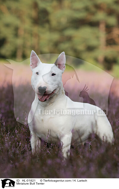 Miniatur Bullterrier / Miniature Bull Terrier / HL-01821