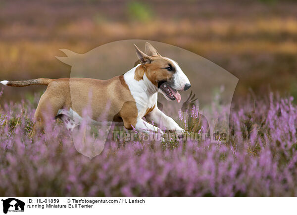 rennender Miniatur Bullterrier / running Miniature Bull Terrier / HL-01859