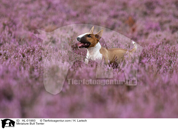 Miniatur Bullterrier / Miniature Bull Terrier / HL-01860