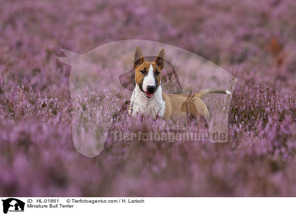 Miniatur Bullterrier / Miniature Bull Terrier / HL-01861