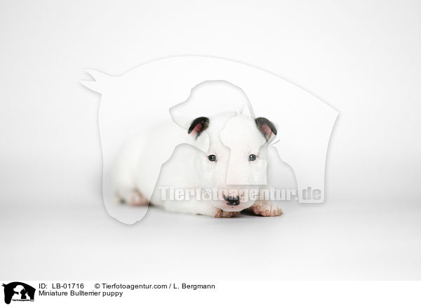 Miniatur Bullterrier Welpe / Miniature Bullterrier puppy / LB-01716