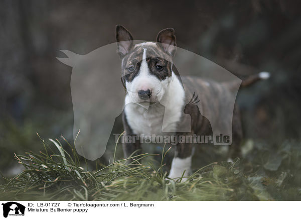 Miniature Bullterrier puppy / LB-01727