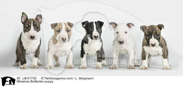 Miniature Bullterrier puppy / LB-01730