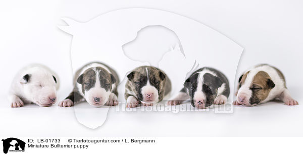 Miniatur Bullterrier Welpe / Miniature Bullterrier puppy / LB-01733