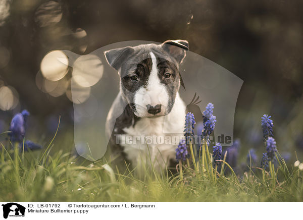 Miniatur Bullterrier Welpe / Miniature Bullterrier puppy / LB-01792