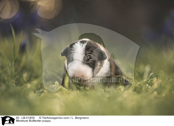 Miniatur Bullterrier Welpe / Miniature Bullterrier puppy / LB-01800