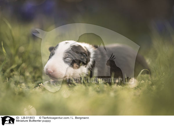 Miniatur Bullterrier Welpe / Miniature Bullterrier puppy / LB-01803
