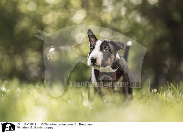 Miniatur Bullterrier Welpe / Miniature Bullterrier puppy / LB-01817