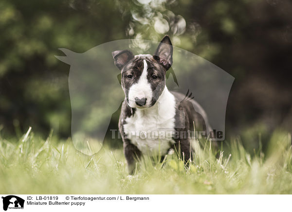 Miniatur Bullterrier Welpe / Miniature Bullterrier puppy / LB-01819