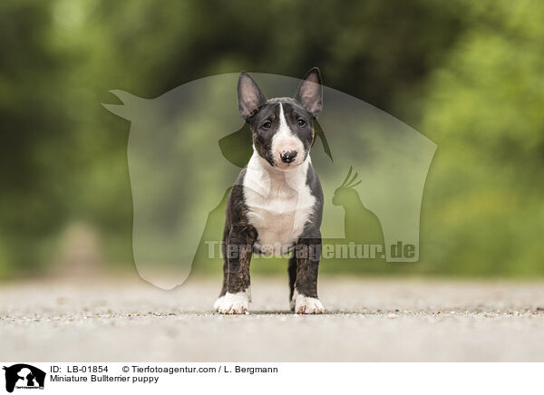 Miniatur Bullterrier Welpe / Miniature Bullterrier puppy / LB-01854