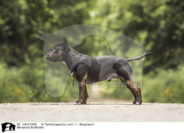 Miniature Bullterrier / LB-01856
