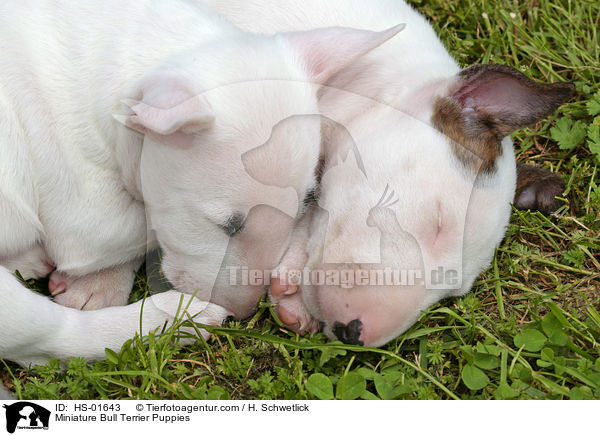 Miniatur Bullterrier Welpen / Miniature Bull Terrier Puppies / HS-01643