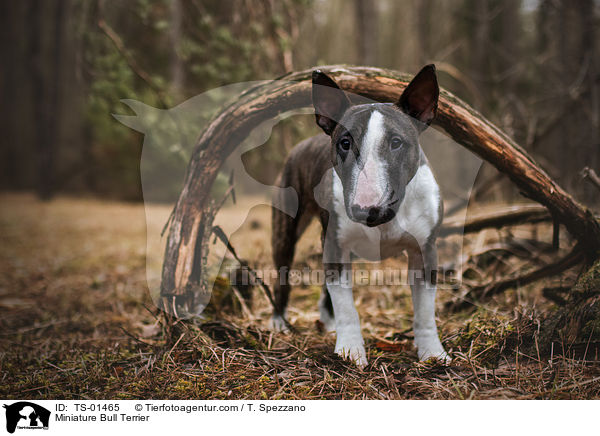 Miniatur Bullterrier / Miniature Bull Terrier / TS-01465