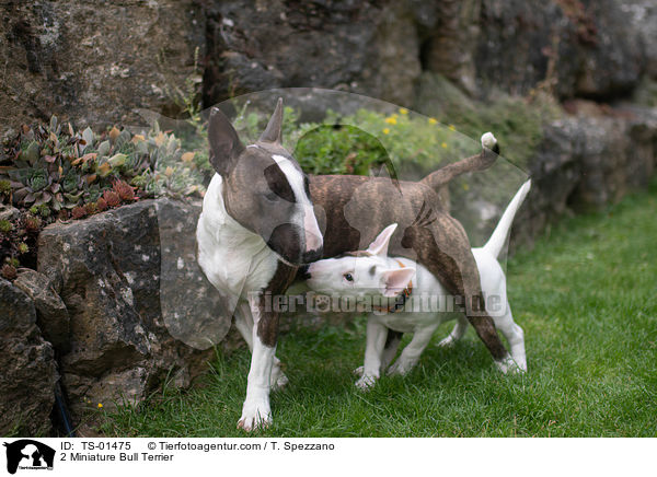 2 Miniature Bull Terrier / TS-01475