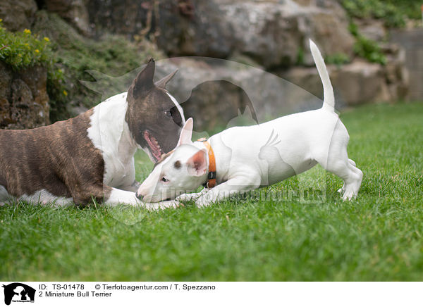2 Miniature Bull Terrier / TS-01478