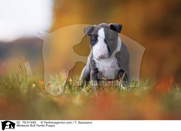 Miniature Bull Terrier Puppy / TS-01495