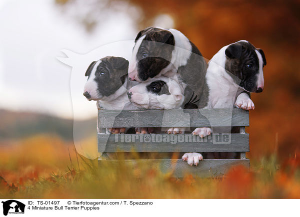 4 Miniatur Bullterrier Welpen / 4 Miniature Bull Terrier Puppies / TS-01497