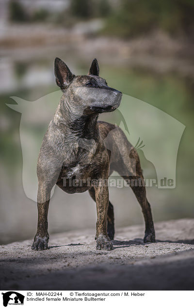 gestromte Miniatur Bullterrier Hndin / brindled female Miniature Bullterrier / MAH-02244