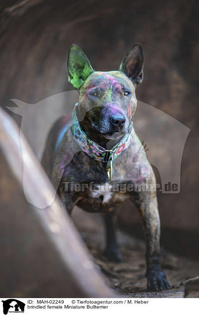 gestromte Miniatur Bullterrier Hndin / brindled female Miniature Bullterrier / MAH-02249