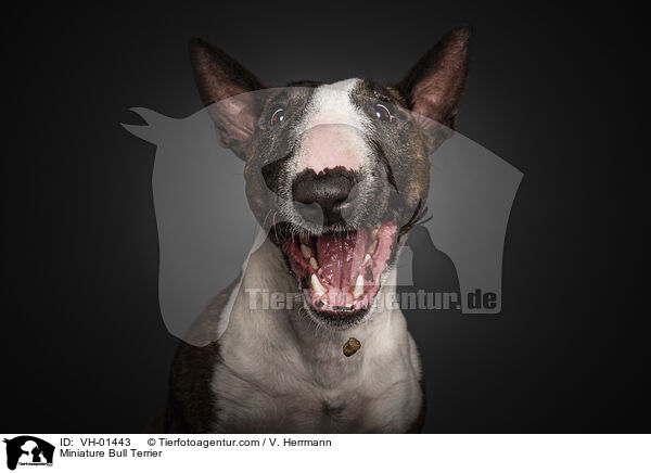 Miniatur Bullterrier Portrait / Miniature Bull Terrier / VH-01443