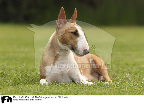 liegender Miniatur Bullterrier / lying Miniature Bull Terrier / HL-01903