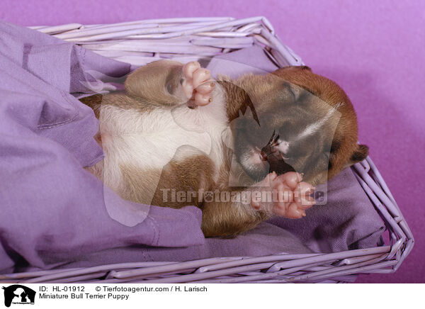 Miniature Bull Terrier Puppy / HL-01912
