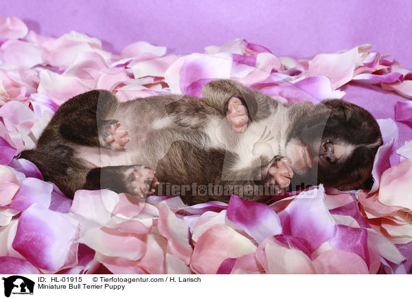 Miniature Bull Terrier Puppy / HL-01915