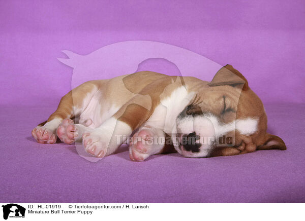 Miniature Bull Terrier Puppy / HL-01919