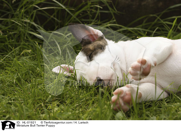 Miniatur Bullterrier Welpe / Miniature Bull Terrier Puppy / HL-01921