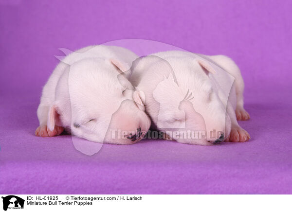 Miniature Bull Terrier Puppies / HL-01925