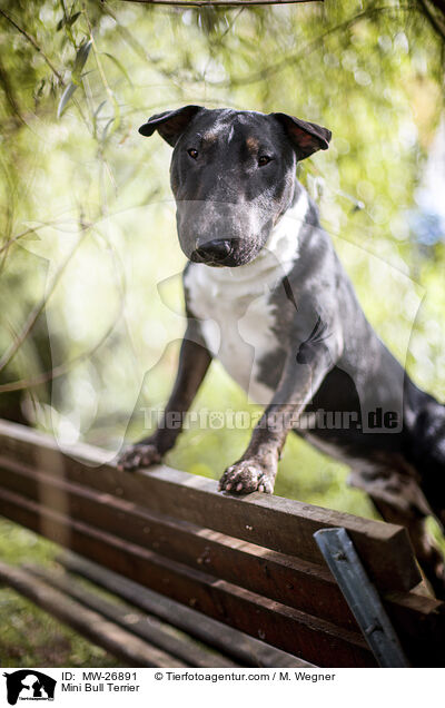 Mini Bullterrier / Mini Bull Terrier / MW-26891