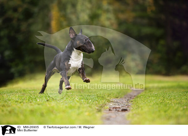 Mini Bullterrier / MW-26905