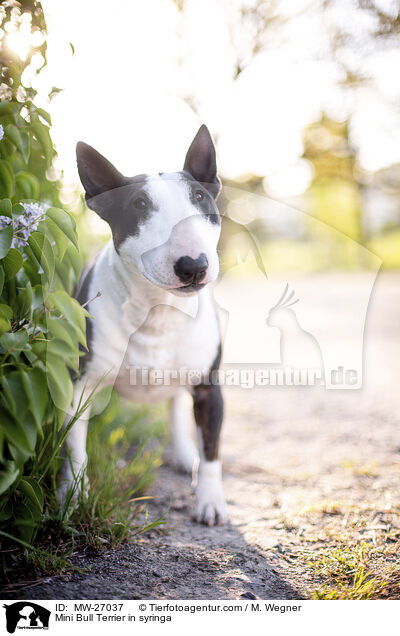 Mini Bull Terrier in syringa / MW-27037