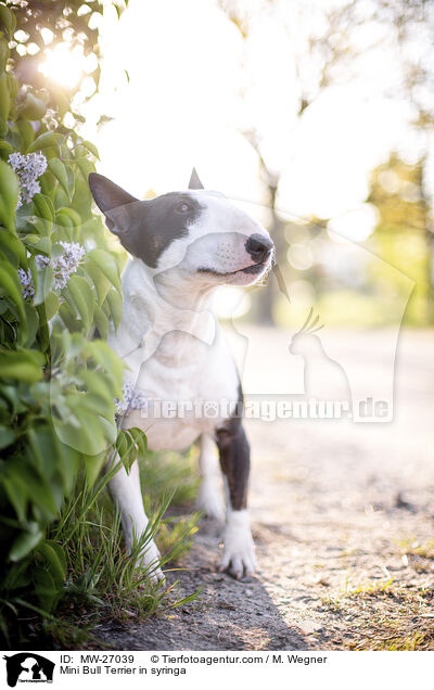 Mini Bull Terrier in syringa / MW-27039