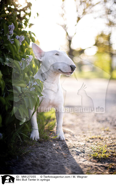 Mini Bull Terrier in syringa / MW-27055