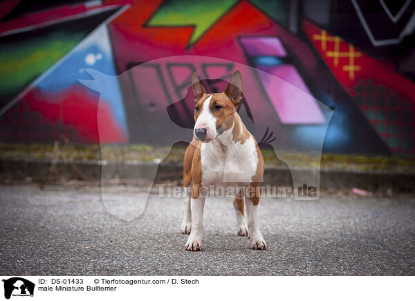 Miniatur Bullterrier Rde / male Miniature Bullterrier / DS-01433