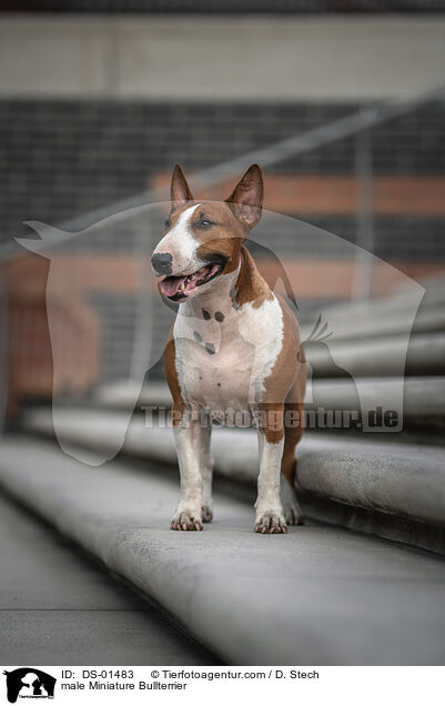 Miniatur Bullterrier Rde / male Miniature Bullterrier / DS-01483