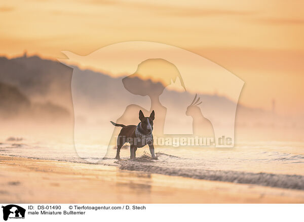 male Miniature Bullterrier / DS-01490