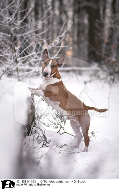 Miniatur Bullterrier Rde / male Miniature Bullterrier / DS-01493